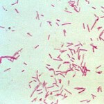 img-bacteria